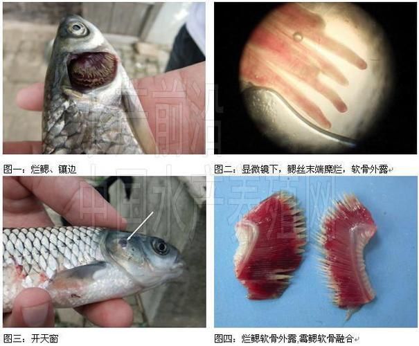 如何判斷魚(yú)爛鰓的類型,arxiv論文助手判斷魚(yú)爛鰓的類型調(diào)用arxiv論文助手 龍魚(yú)百科 第10張 如何判斷魚(yú)爛鰓的類型,arxiv論文助手判斷魚(yú)爛鰓的類型調(diào)用arxiv論文助手 如何判斷魚(yú)爛鰓的類型,arxiv論文助手判斷魚(yú)爛鰓的類型調(diào)用arxiv論文助手 龍魚(yú)百科 第10張