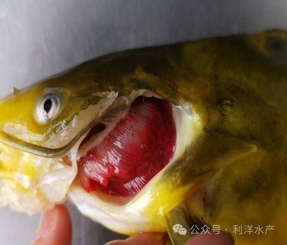 如何判斷魚(yú)爛鰓的類型,arxiv論文助手判斷魚(yú)爛鰓的類型調(diào)用arxiv論文助手 龍魚(yú)百科 第11張 如何判斷魚(yú)爛鰓的類型,arxiv論文助手判斷魚(yú)爛鰓的類型調(diào)用arxiv論文助手 如何判斷魚(yú)爛鰓的類型,arxiv論文助手判斷魚(yú)爛鰓的類型調(diào)用arxiv論文助手 龍魚(yú)百科 第11張