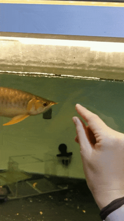 有沒有龍魚壁紙的動態版本 有沒有龍魚壁紙的動態版本 龍魚百科 第4張