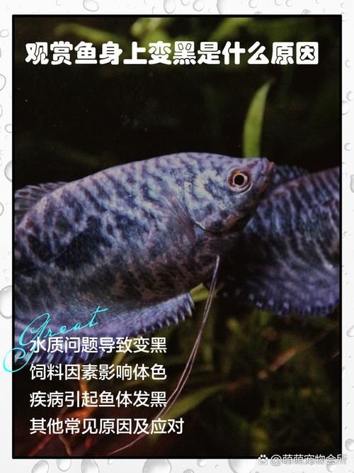 如何預防魚背發黑，arxiv論文助手arxiv論文助手（arxiv論文助手”
