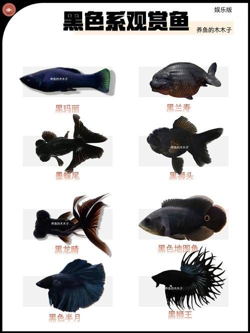 如何預防魚背發黑，arxiv論文助手arxiv論文助手（arxiv論文助手”