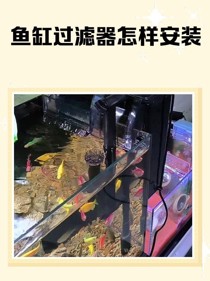 龍魚缸應該如何配置過濾系統？，龍魚缸如何配置過濾系統