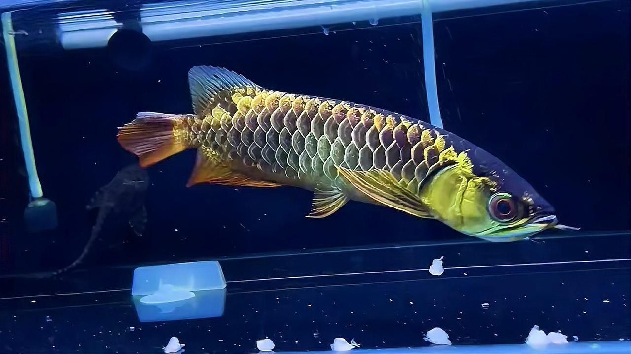 古典藍底過背金龍需要多大的水族箱，古典藍底過背金龍需要多大的水族箱，