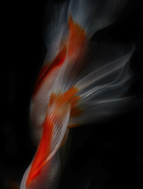 金魚爛尾巴潰爛圖片，治療金魚爛尾巴潰爛的方法包括定期更換水、避免過度喂食