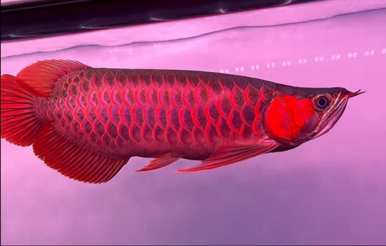 如何鑒別高背紅龍魚的品質，如何挑選高背紅龍魚