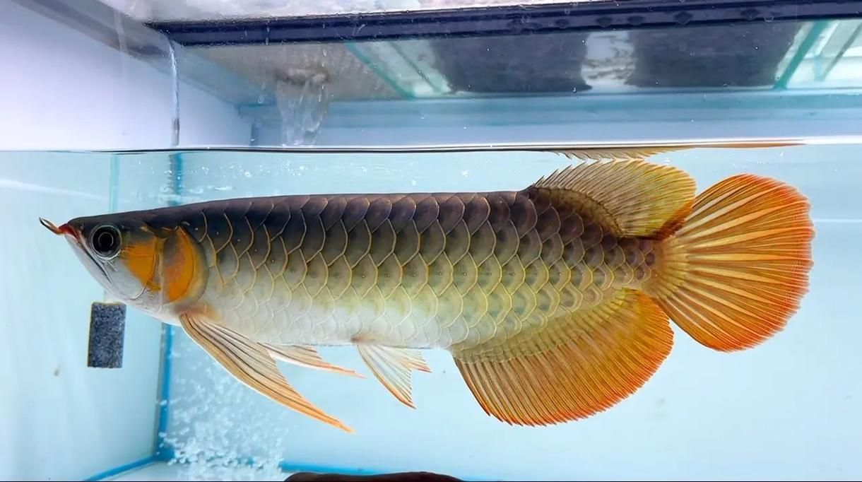 斯巴沃紅龍屬于什么檔次，斯巴沃紅龍屬于什么檔次、體態結構、鱗片色澤與賽事認證 斯巴沃紅龍屬于什么檔次，斯巴沃紅龍屬于什么檔次、體態結構、鱗片色澤與賽事認證 龍魚百科 第3張