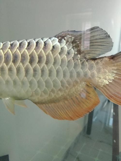 如何鑒別茂南龍魚的品質(zhì)，如何鑒別茂南龍魚 如何鑒別茂南龍魚的品質(zhì)，如何鑒別茂南龍魚 龍魚百科 第1張