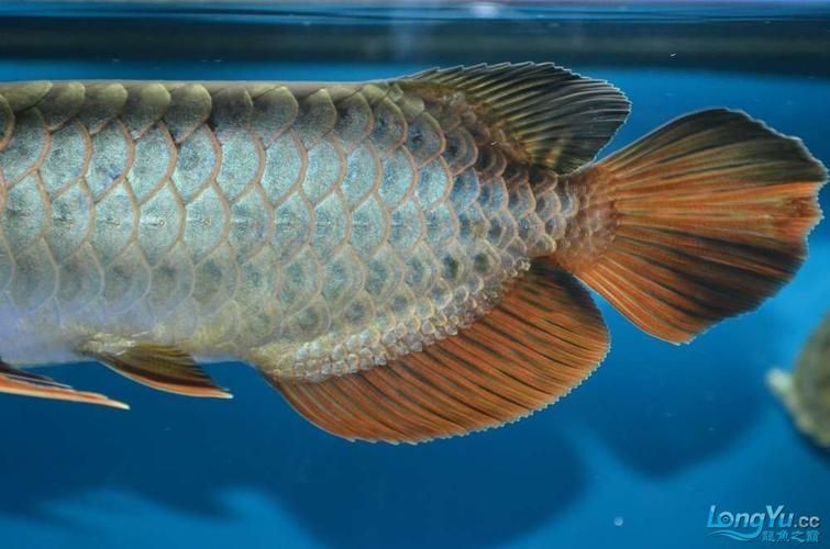 如何鑒別茂南龍魚的品質(zhì)，如何鑒別茂南龍魚 如何鑒別茂南龍魚的品質(zhì)，如何鑒別茂南龍魚 龍魚百科 第4張