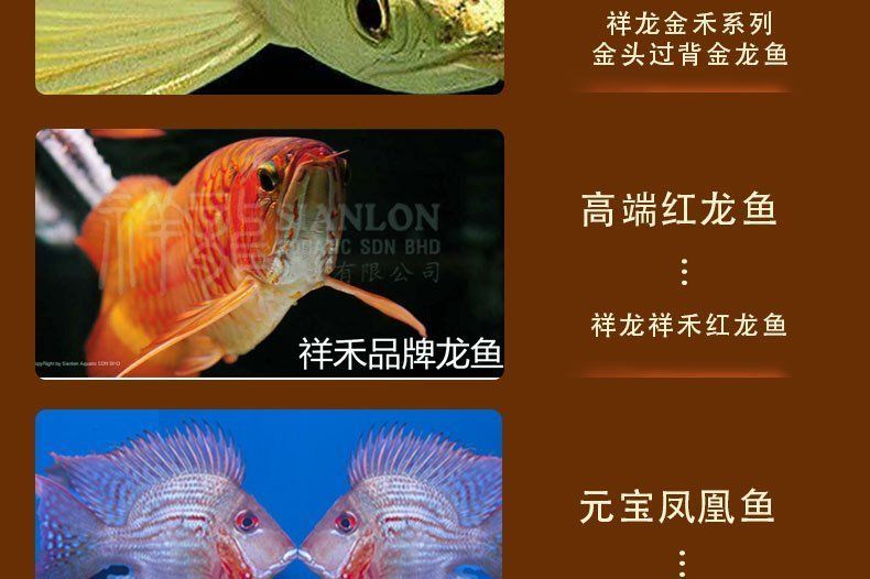 如何預防龍魚再次出現全身立鱗，如何判斷龍魚是否全身立鱗
