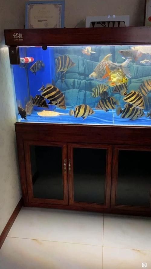 祥龍魚場提供哪些類型的魚缸？，祥龍魚場提供多種類型的魚缸型號與價格對照表，快速比對選擇
