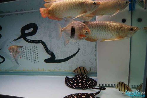 祥龍魚場提供哪些類型的魚缸？，祥龍魚場提供多種類型的魚缸型號與價格對照表，快速比對選擇