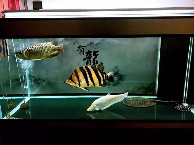 祥龍魚場提供哪些類型的魚缸？，祥龍魚場提供多種類型的魚缸型號與價格對照表，快速比對選擇
