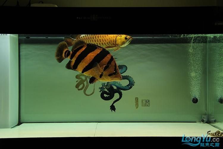 祥龍魚場提供哪些類型的魚缸？，祥龍魚場提供多種類型的魚缸型號與價格對照表，快速比對選擇