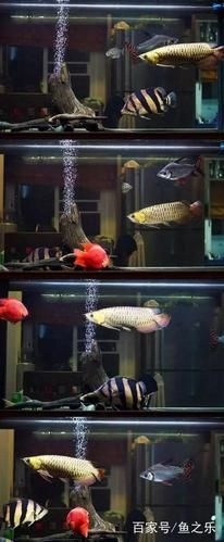 祥龍魚場提供哪些類型的魚缸？，祥龍魚場提供多種類型的魚缸型號與價格對照表，快速比對選擇