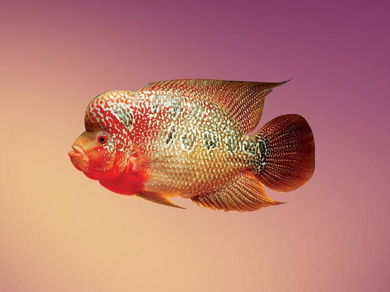 給我推薦一些吉祥魚種的飼料品牌，給我推薦一些吉祥魚種的飼料品牌,你養吉祥魚，選對飼料真的能讓魚色更艷、狀態更穩