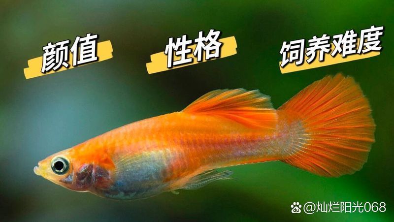 如何挑選適合初學者的觀賞魚，選擇適合初學者的觀賞魚