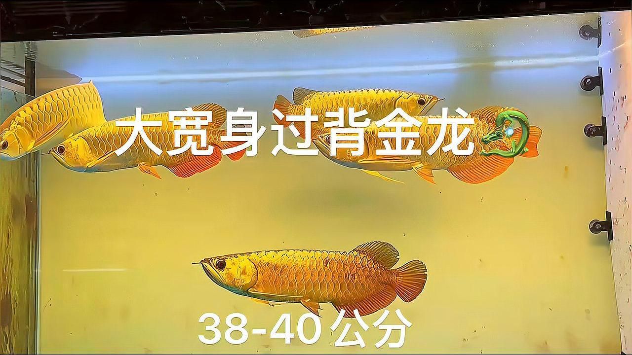 給我推薦幾款適合過背金龍的魚缸，過背金龍缸怎么選