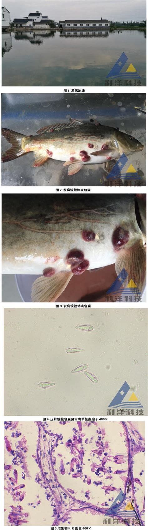 龍魚真菌感染圖片，關于龍魚真菌感染的詳盡科普指南