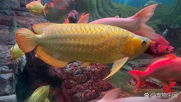 西青龍魚的養(yǎng)殖技術(shù)有哪些？，西青龍魚養(yǎng)殖技術(shù)
