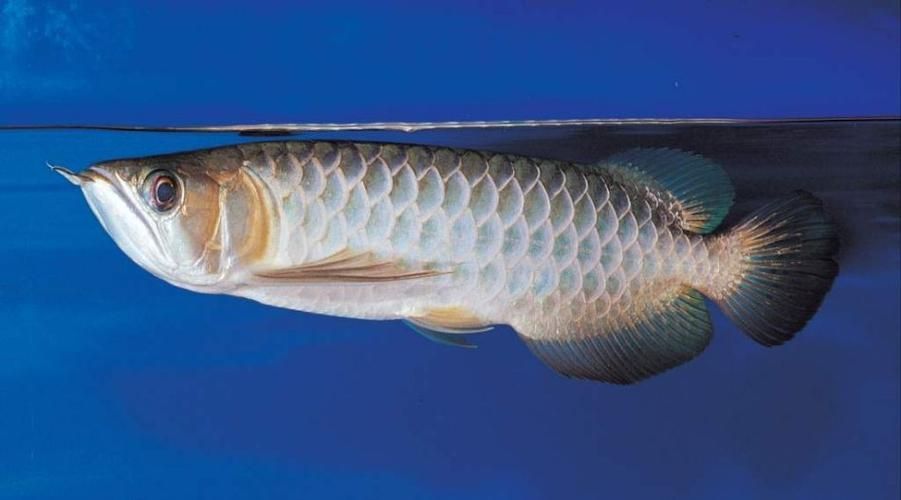 西青龍魚的養(yǎng)殖技術(shù)有哪些？，西青龍魚養(yǎng)殖技術(shù)