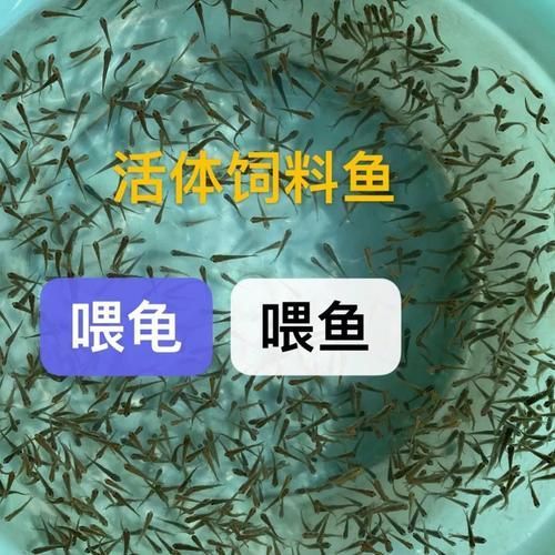 西青龍魚的養(yǎng)殖技術(shù)有哪些？，西青龍魚養(yǎng)殖技術(shù)