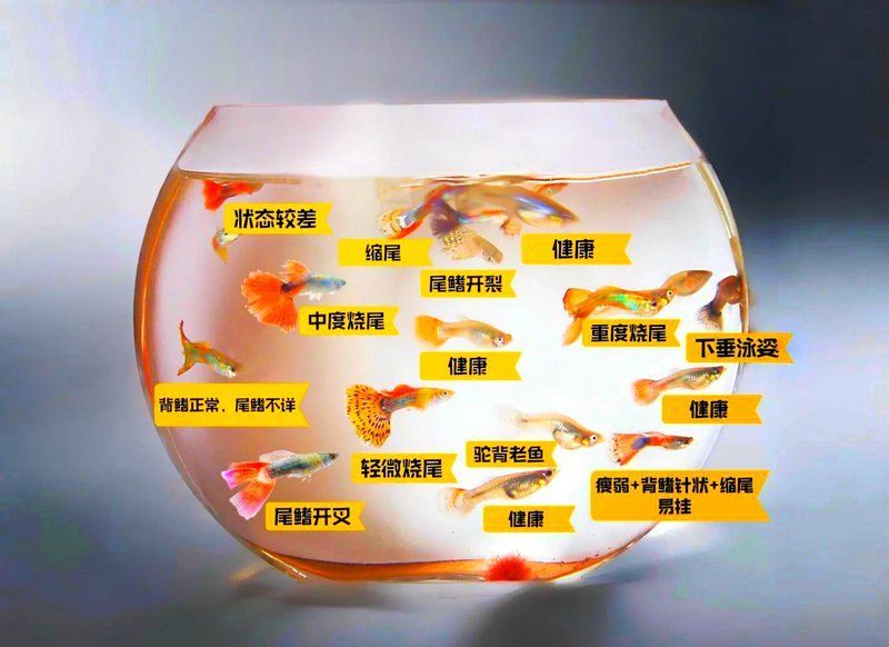 如何判斷孔雀魚是否健康，判斷孔雀魚是否健康的孔雀魚是否健康，如何判斷孔雀魚是否健康