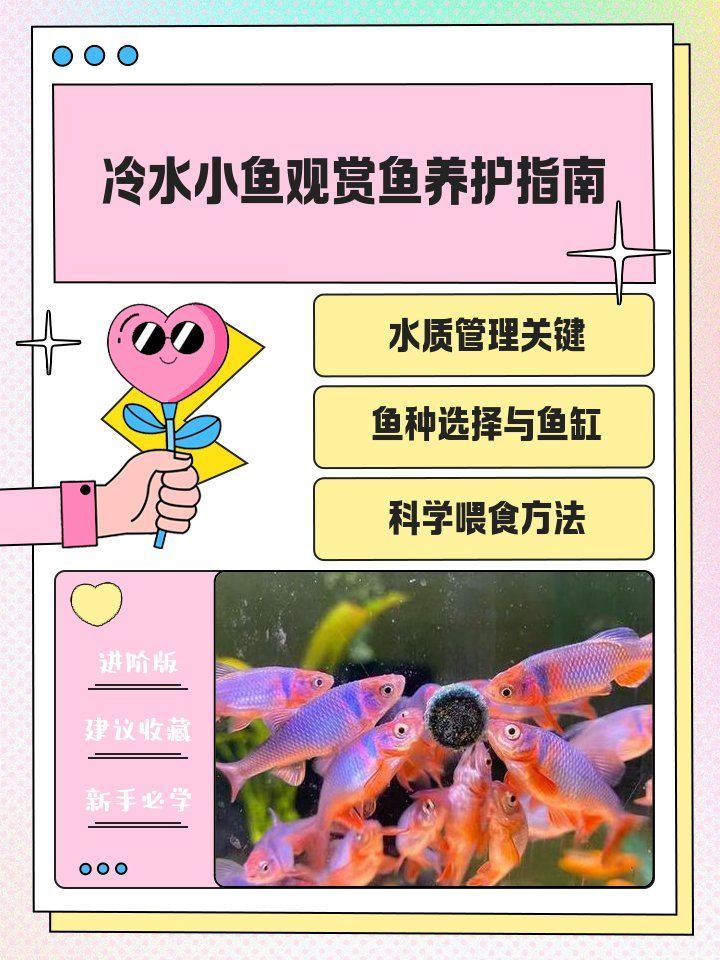 冷水觀賞魚多久換一次水，冷水觀賞魚多久換一次水，冷水小魚觀賞魚養(yǎng)護指南
