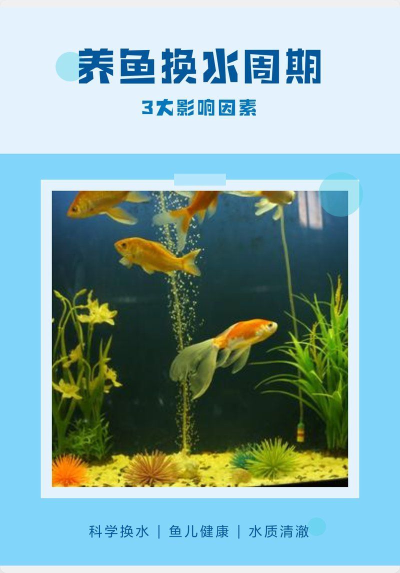 冷水觀賞魚多久換一次水，冷水觀賞魚多久換一次水，冷水小魚觀賞魚養(yǎng)護指南