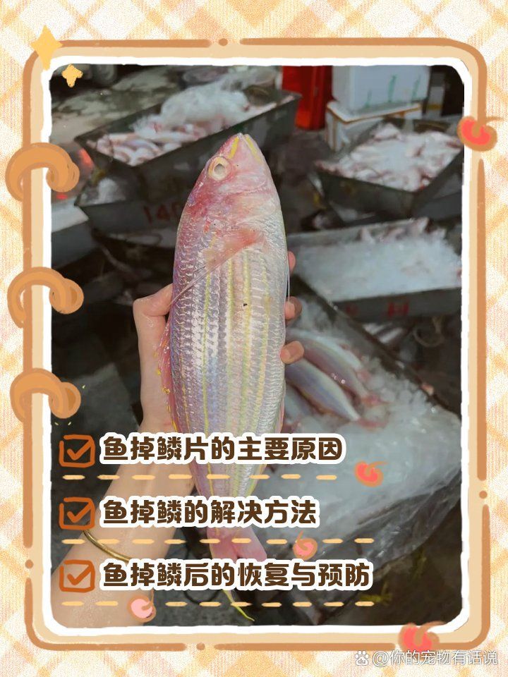 紅龍魚掉鱗片是疾病還是正常現(xiàn)象？，紅龍魚掉鱗片可能是疾病的表現(xiàn)，可能是疾病的表現(xiàn)