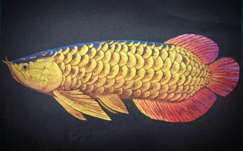 推薦一些金龍魚創意畫的參考圖片，金龍魚創意畫