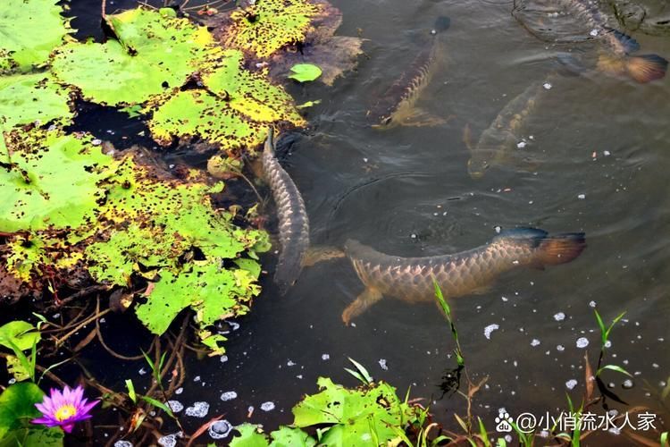 倉龍魚的產地在哪里？，倉龍魚是什么魚，倉龍魚的產地在哪里？