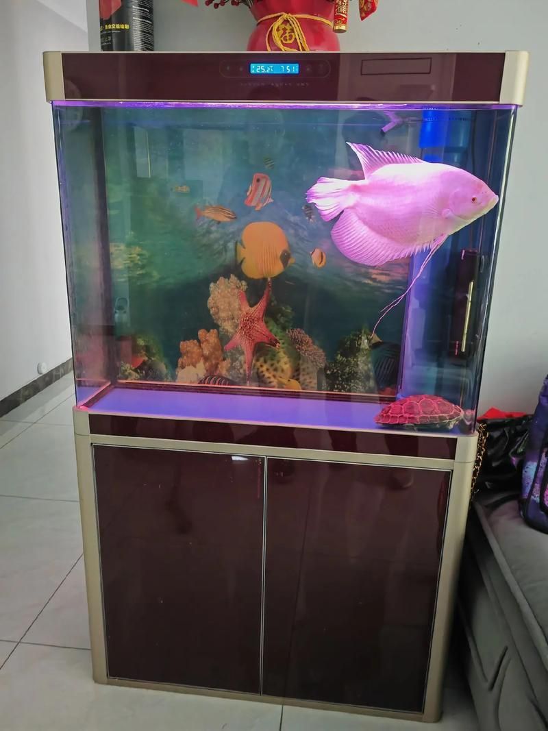 能提供更多森森魚缸的圖片嗎？，森森魚缸的設計與功能