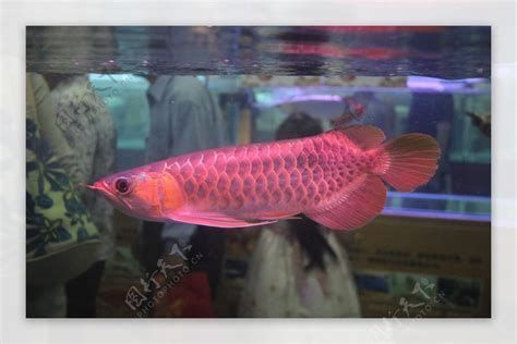 龍魚百科，龍魚百科之龍魚