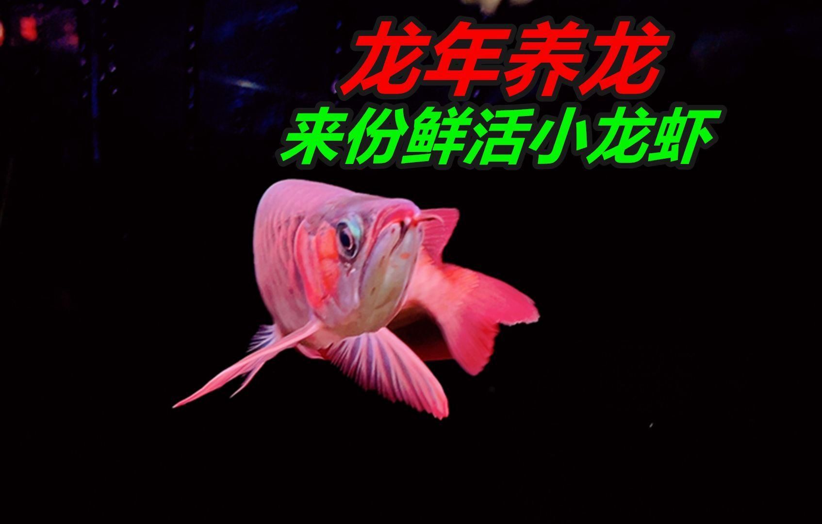 龍魚喂蝦多久一次合適，龍魚喂蝦多久一次合適，龍魚喂蝦時需要注意什么？