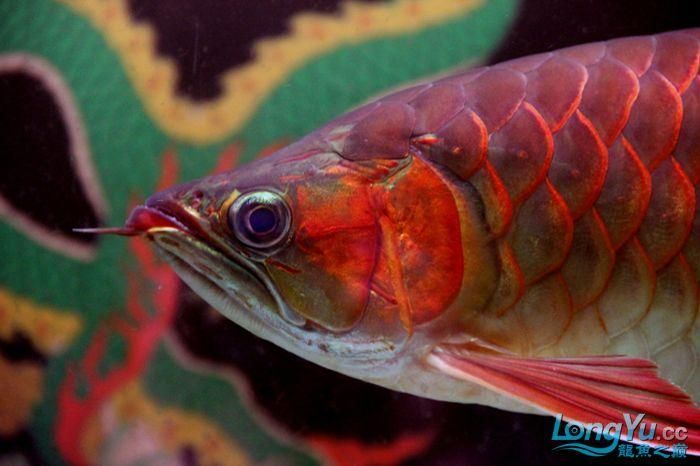 如何辨別品牌龍魚的真偽？，如何辨別品牌龍魚