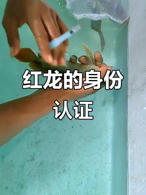 如何辨別品牌龍魚的真偽？，如何辨別品牌龍魚
