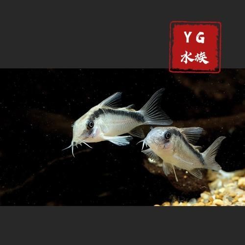 秘魯帝王鼠的壽命有多長？，秘魯帝王鼠壽命有多長？ 秘魯帝王鼠的壽命有多長？，秘魯帝王鼠壽命有多長？ 龍魚百科 第4張