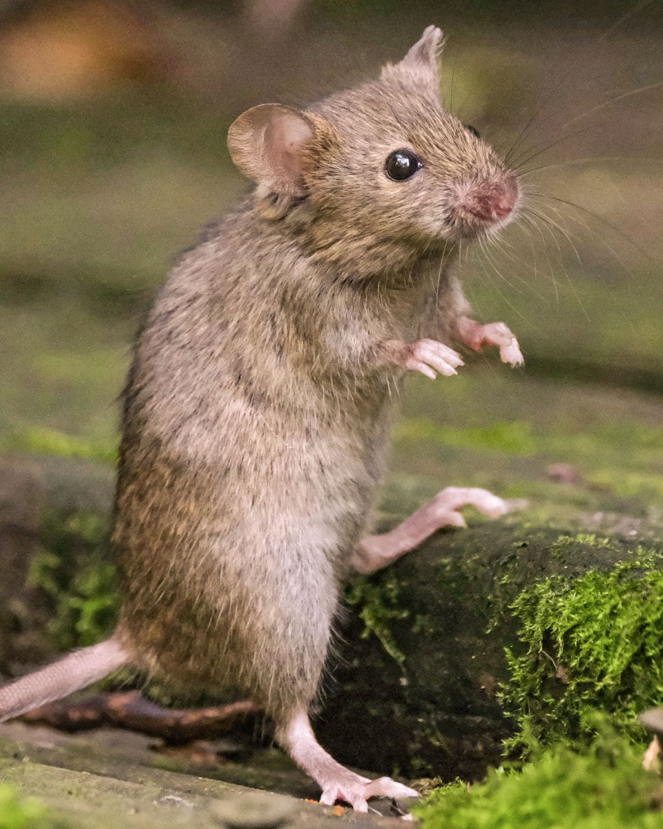 秘魯帝王鼠的壽命有多長？，秘魯帝王鼠壽命有多長？ 秘魯帝王鼠的壽命有多長？，秘魯帝王鼠壽命有多長？ 龍魚百科 第5張