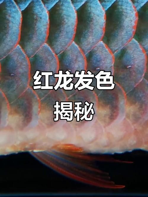 給我一張紅龍魚發色過程的詳細圖解