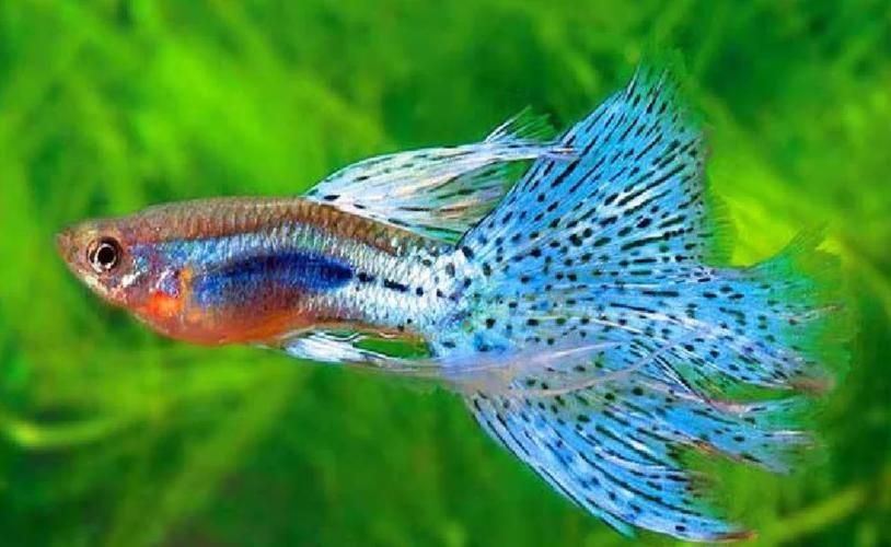 觀賞魚百科，關(guān)于觀賞魚的飼養(yǎng)