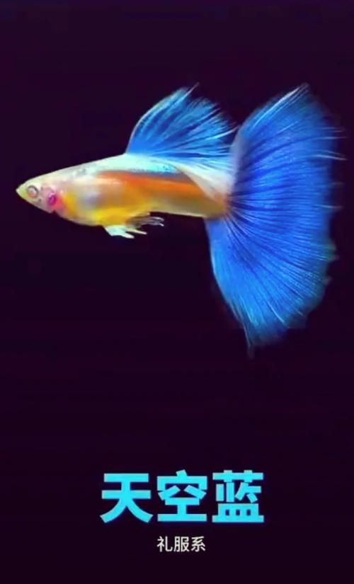 觀賞魚百科，關(guān)于觀賞魚的飼養(yǎng)
