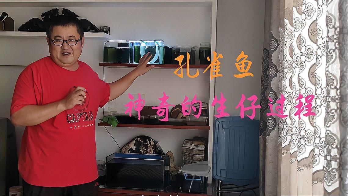 觀賞魚百科，關(guān)于觀賞魚的飼養(yǎng)