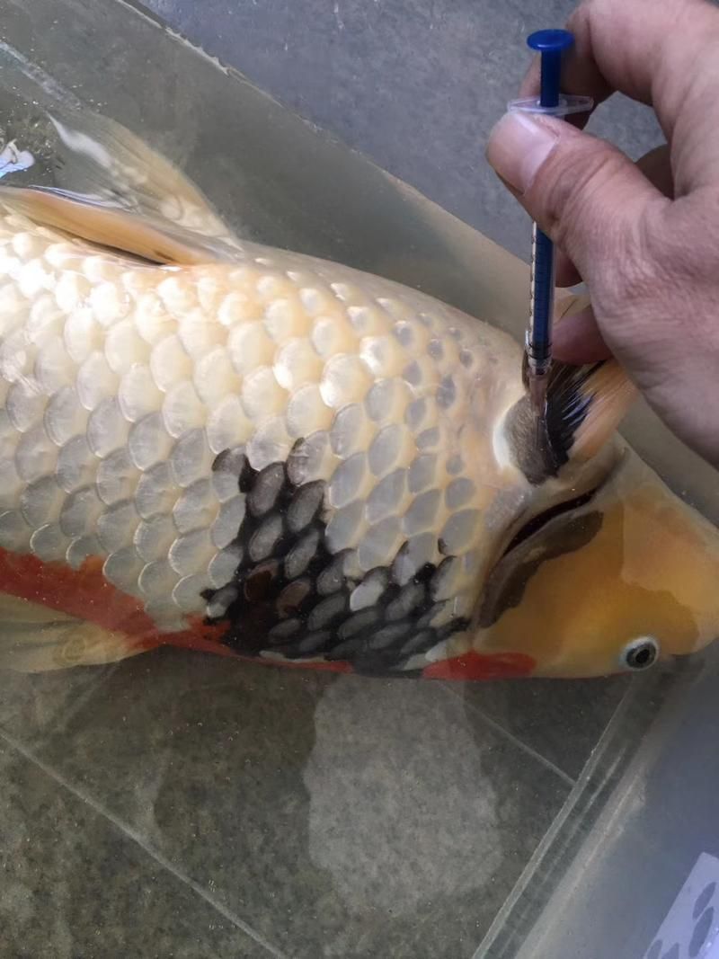 如何預防錦鯉爛尾病復發 如何預防錦鯉爛尾病復發 龍魚百科 第2張