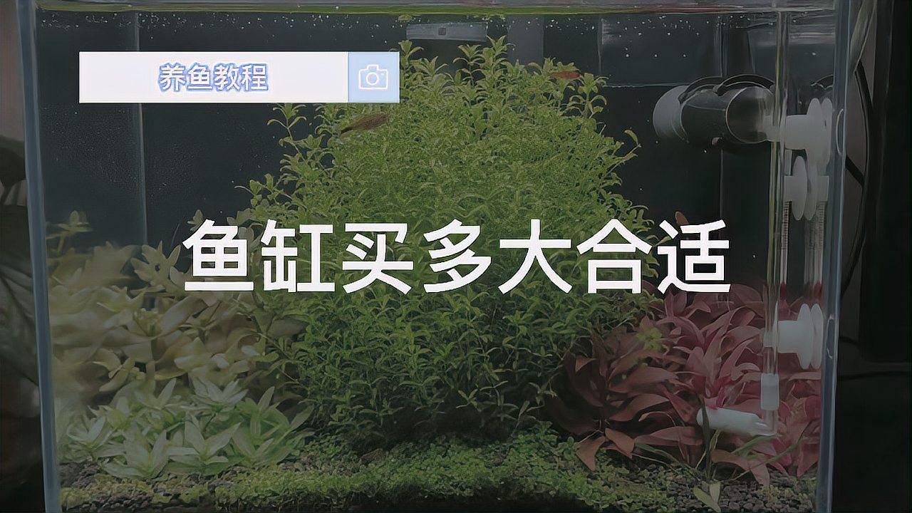 有哪些魚缸尺寸推薦，魚缸尺寸如何選擇