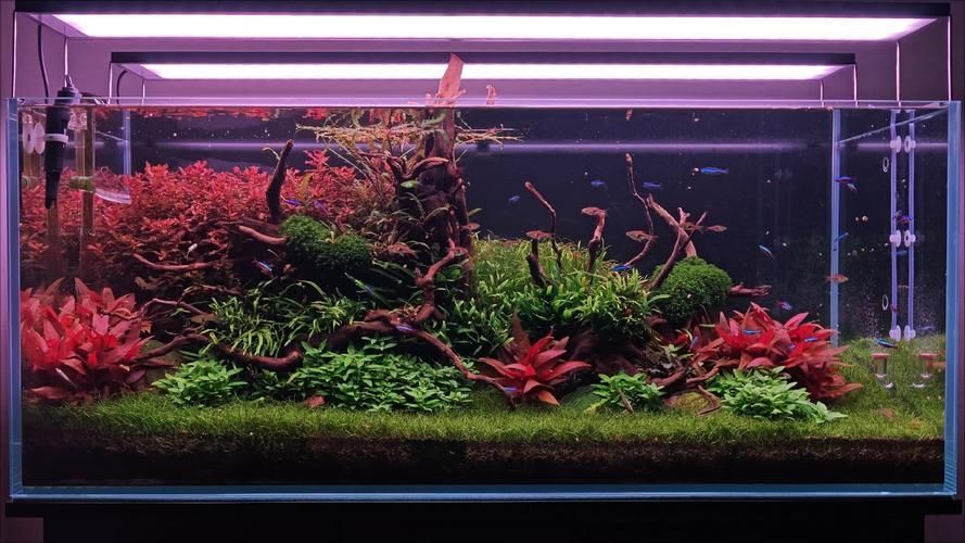 有哪些魚缸尺寸推薦，魚缸尺寸如何選擇