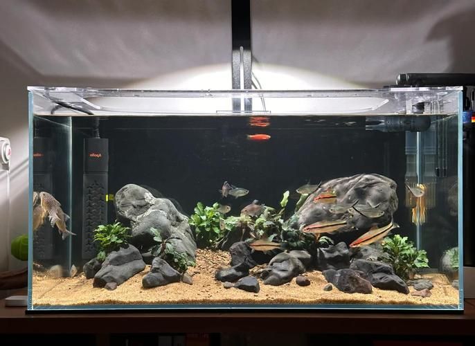有哪些魚缸尺寸推薦，魚缸尺寸如何選擇