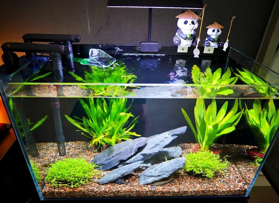 有哪些魚缸尺寸推薦，魚缸尺寸如何選擇