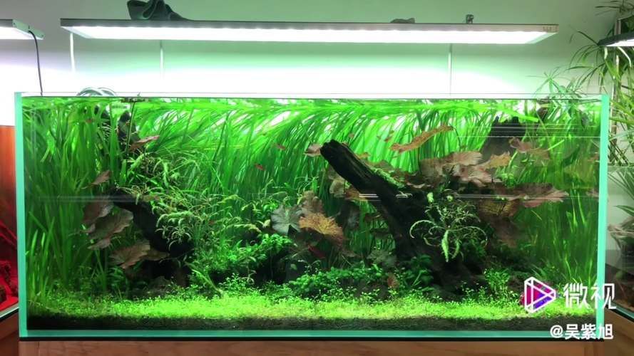 有哪些魚缸尺寸推薦，魚缸尺寸如何選擇