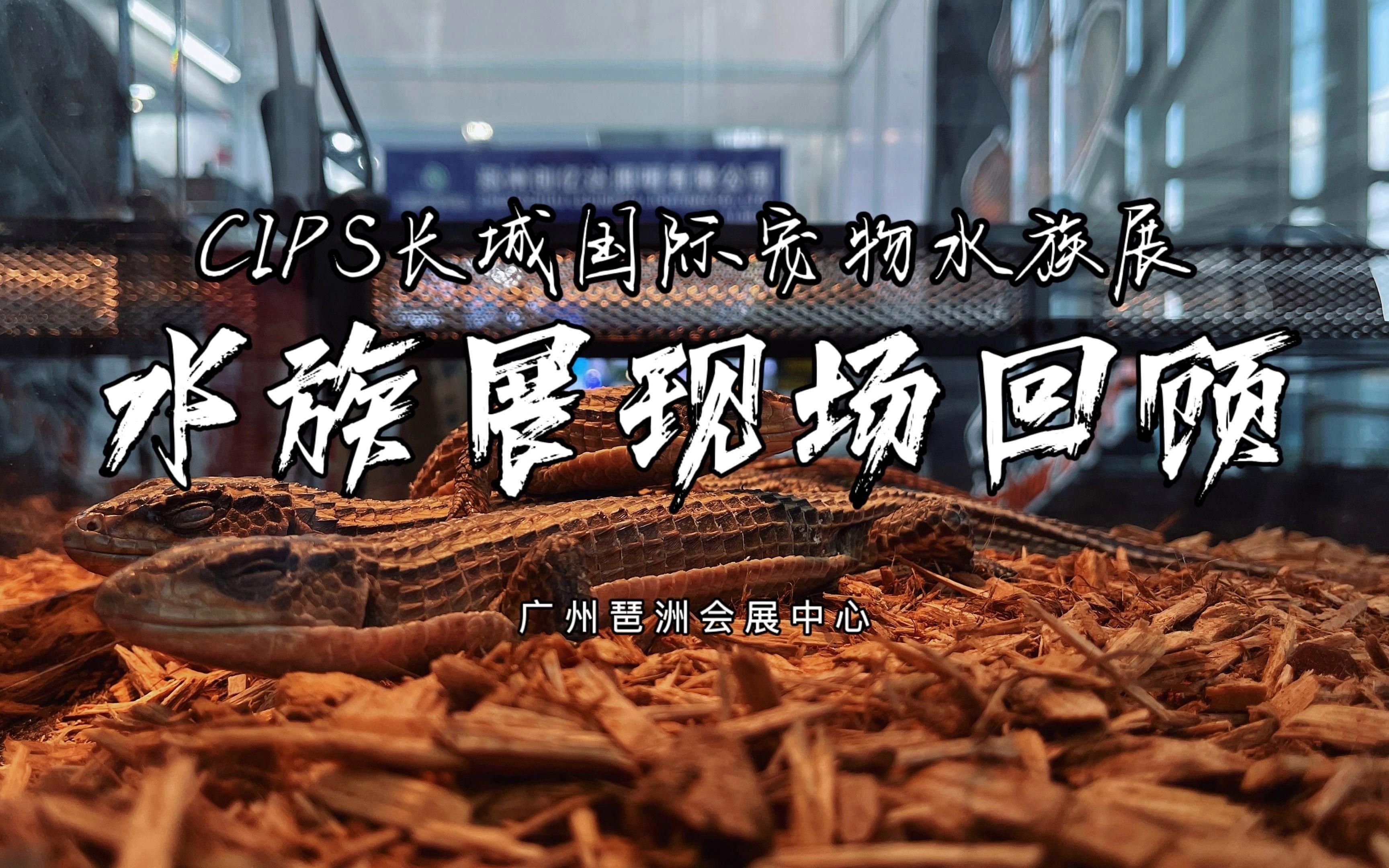 CIPS水族展有哪些熱門展區(qū)？，cips水族展助力全球?qū)櫸锱c水族行業(yè)的年度盛會