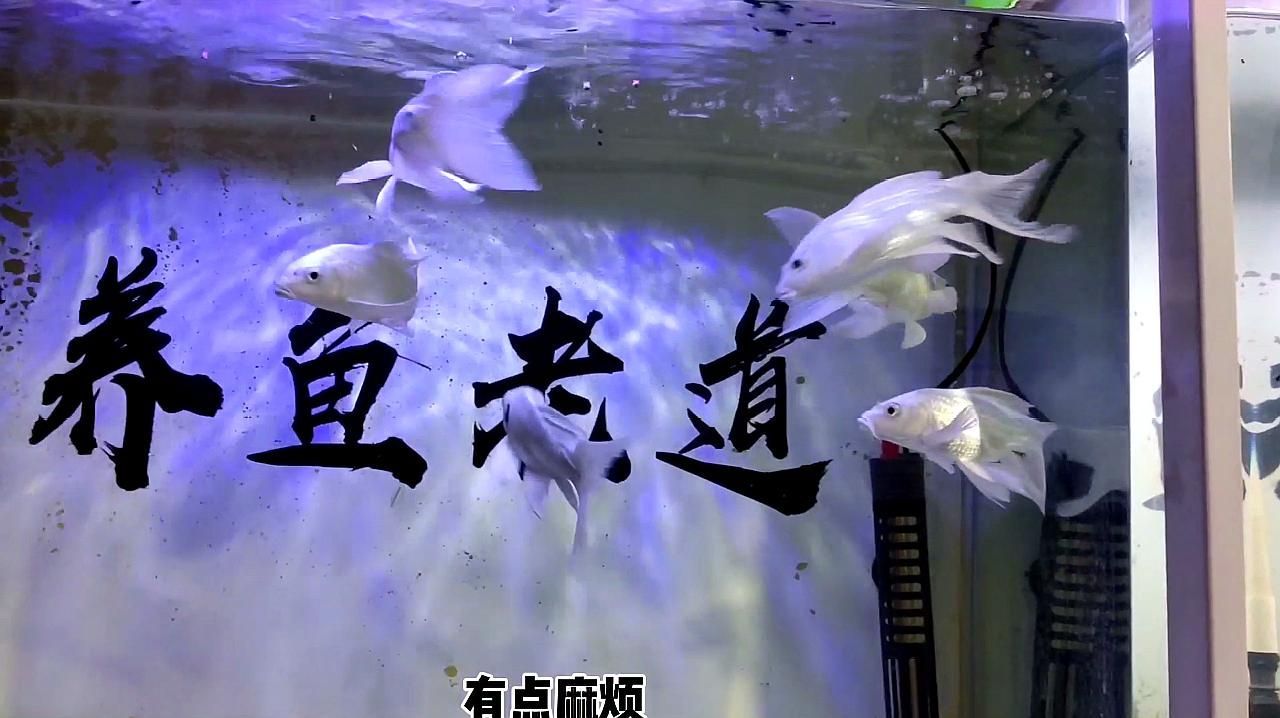 1.5米魚缸能養多少條龍魚？，1.5米魚缸能養多少條龍魚